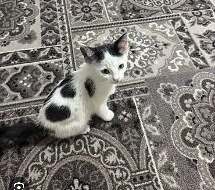 Отдам белого маленького котенка
