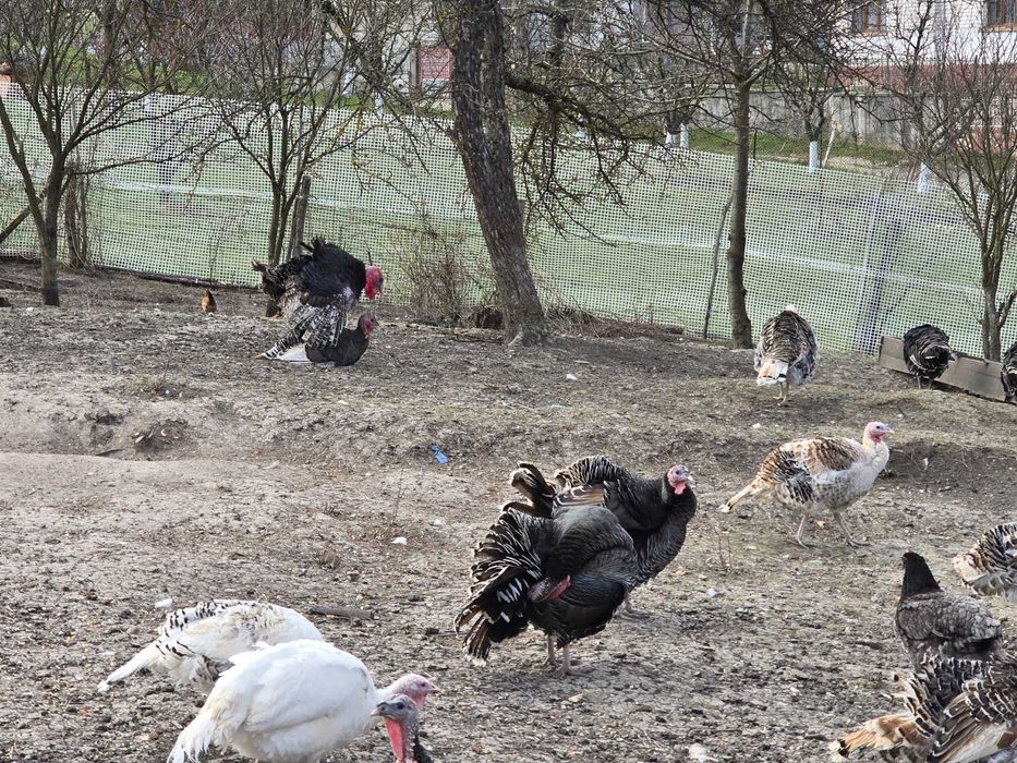 Oua de curca pt incubat