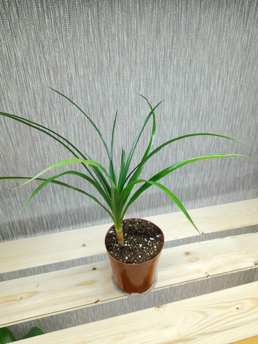 Продам Калатея Лансифолия