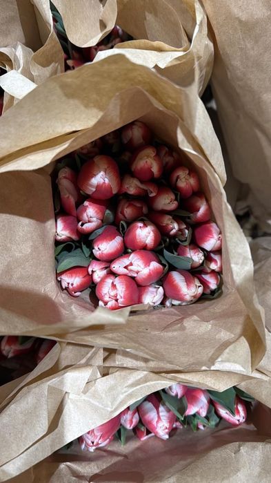 Тюльпаны Оптом и в Розницу