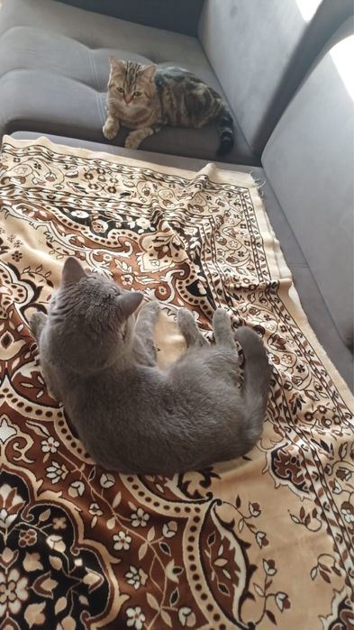 Породистый котёнок