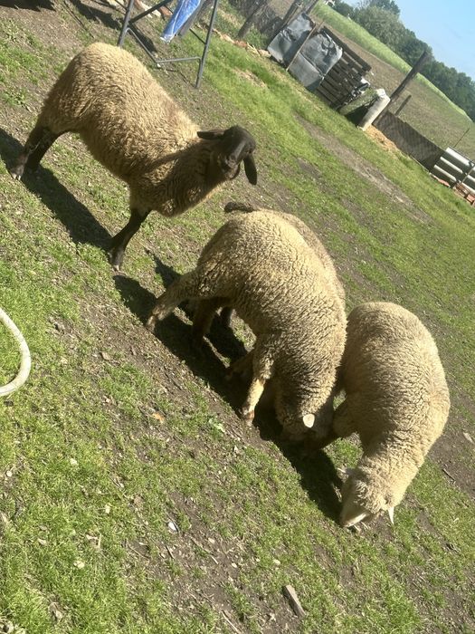 Oi merinos de palas de vanzare