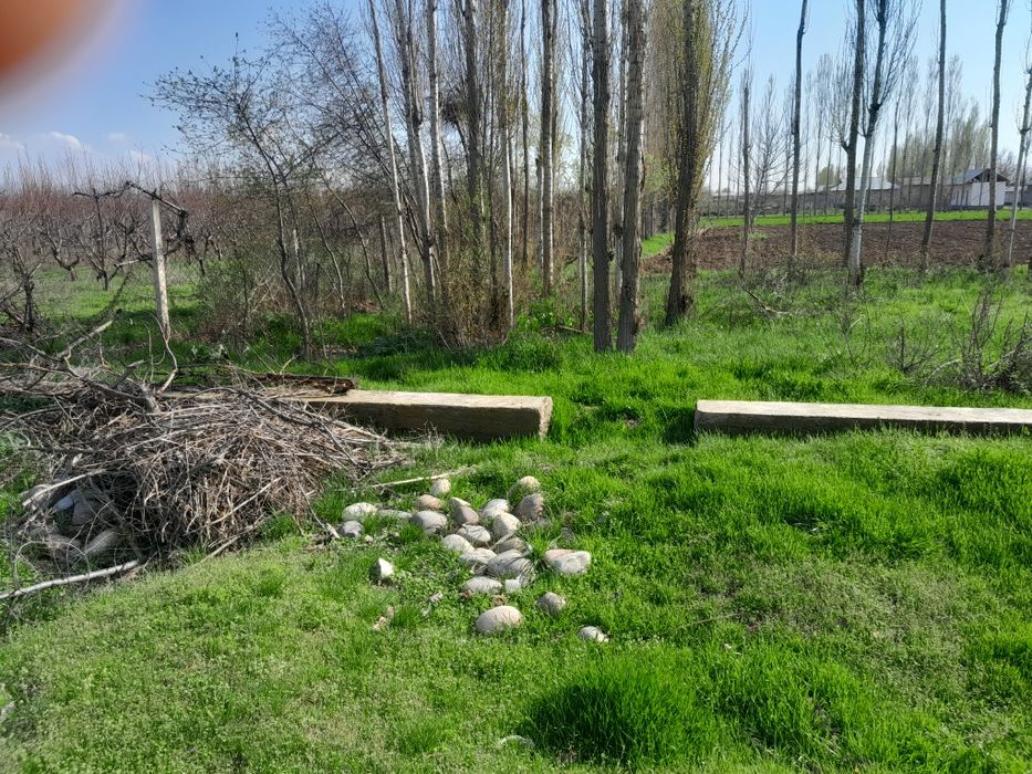 Участка сотилади 15 сотих