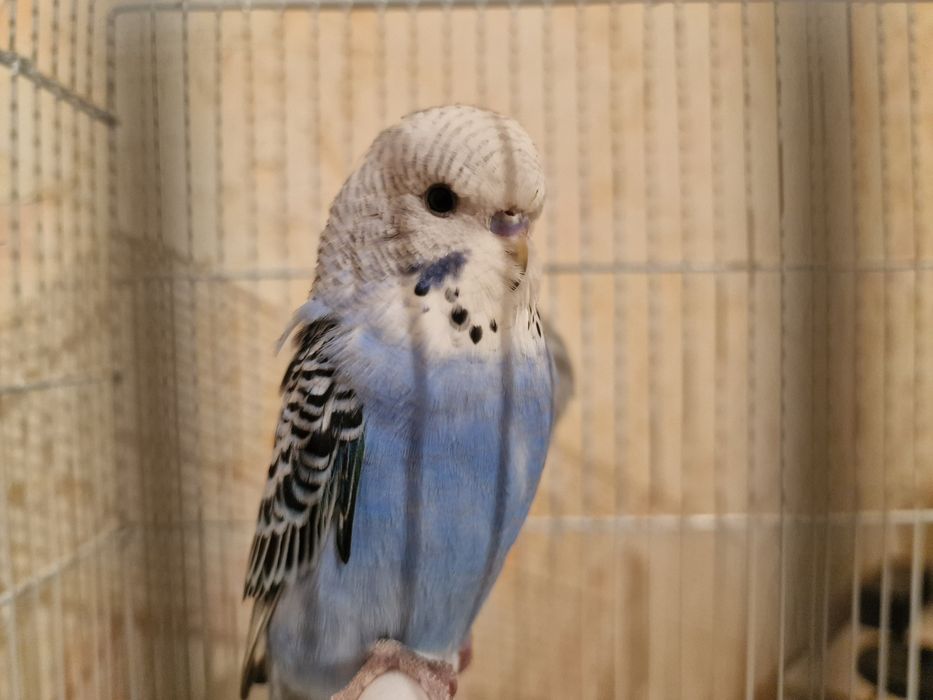 Волнистый попугай