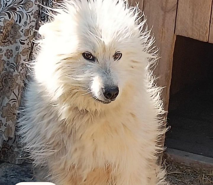 Двортерьеры ищут хозяина