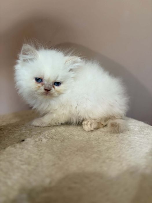 Персийско коте момченце