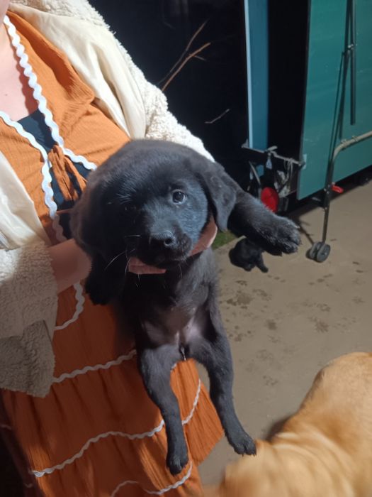 Donez căței de adoptat