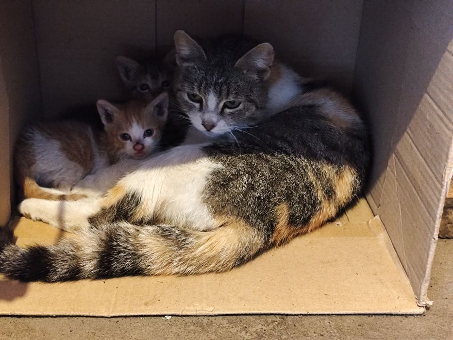 Pisici pentru adoptie 2 luni