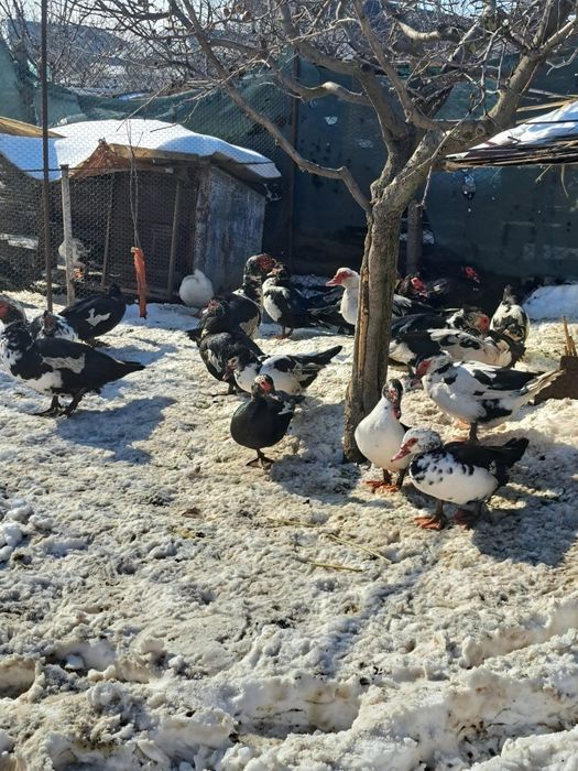 Vând  rate/ratoi mute +iepuri