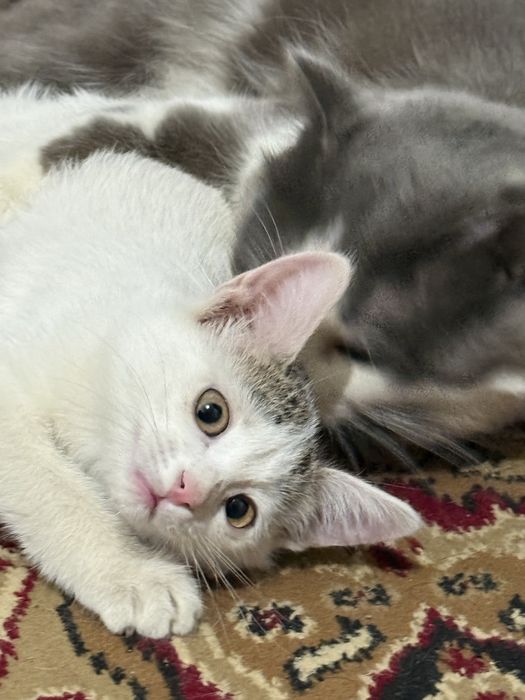 Бесплатная кошка