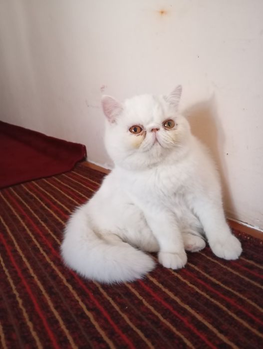 Эгзотик тоза 6ойлик Киз бола