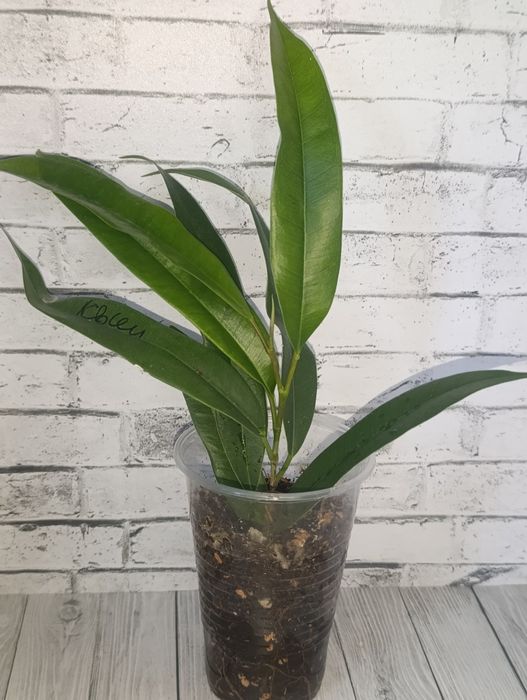 Продам цветы сортовые