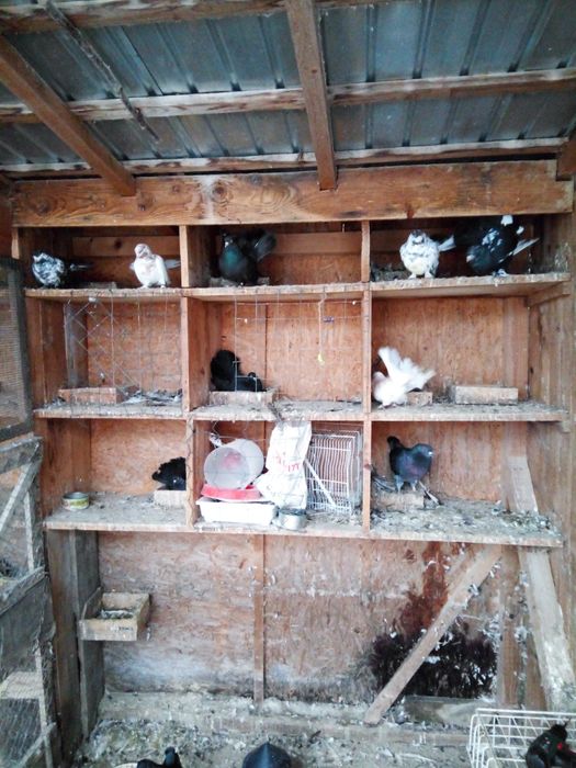 Desfintez crescătorie de porumbei