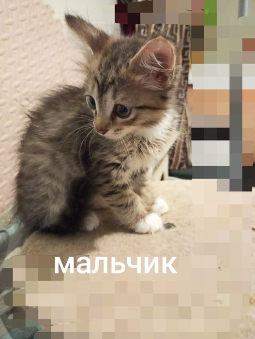 Норвежская лесная метисы