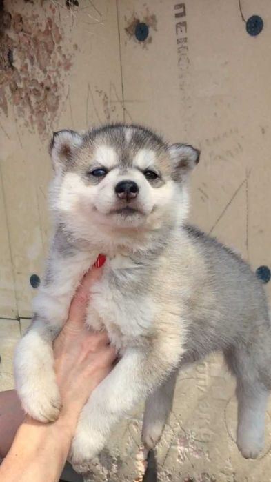 Девочка арлекино серебристая