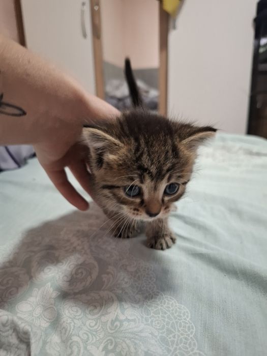 Отдаю котят в добрые руки.