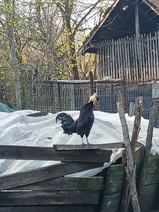 Vând cocoși motata olandeza