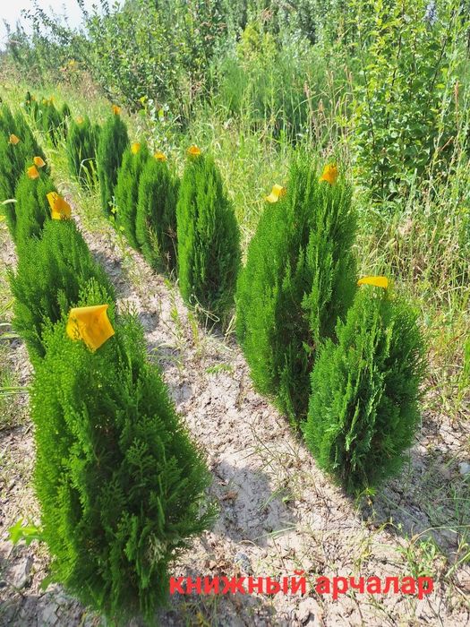 Арча кучатлар сотилади.