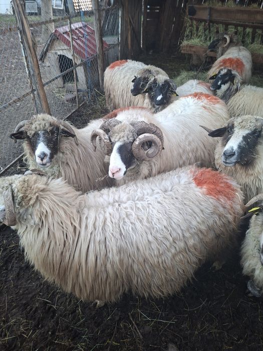 Berbece breaz de hateg..