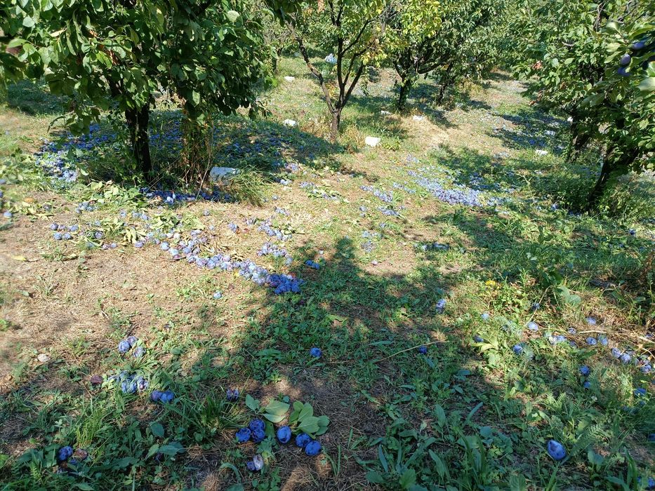 Prune de vânzare