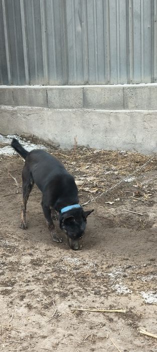 Собака German Shepherd