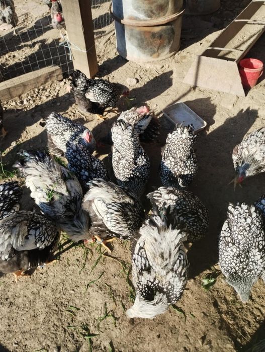 Vand wyandott arghintiu