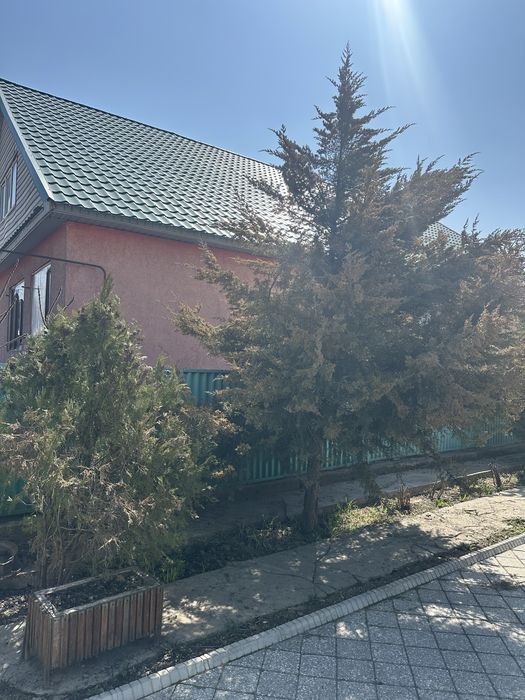 Туя 10000 тенгее