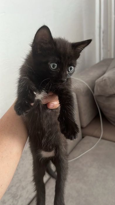 Отдам в добрые руки котенка