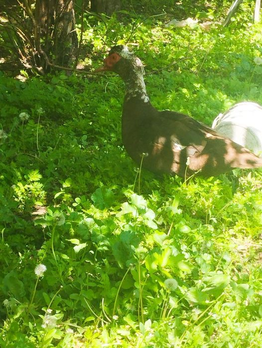 Парадам утакф ммаладых прошлогодних