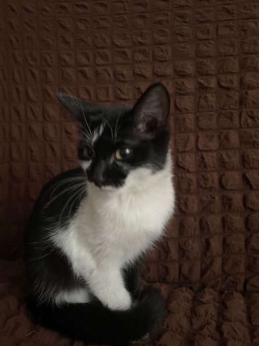 отдам котенка(девочка)