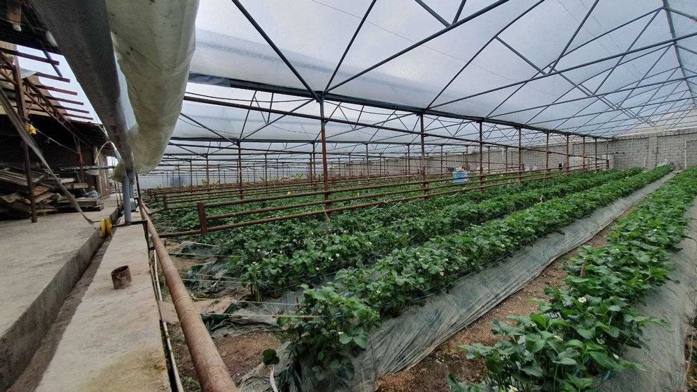 Участка сотилади + таёр тепитсаси бор