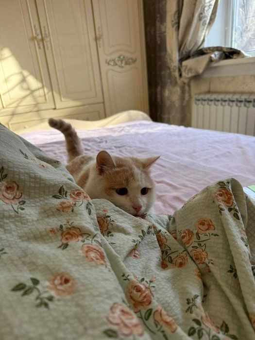 Найден  рыжий котик