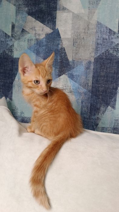 Отдам котёнка в добрые руки
