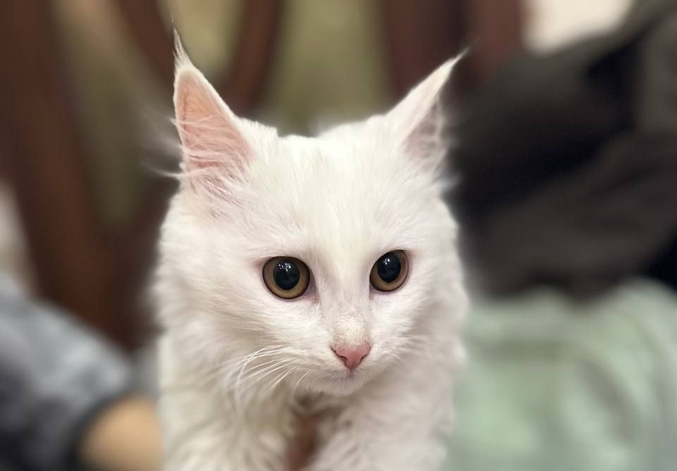 Turk angorasi sotiladi