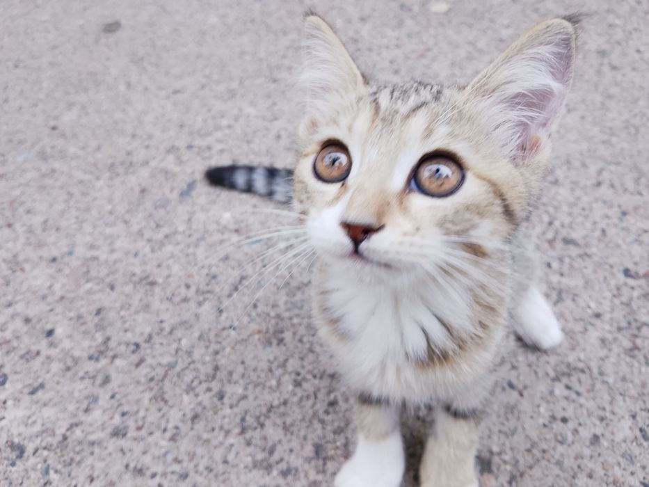 Mushuk bolasi/Котёночек