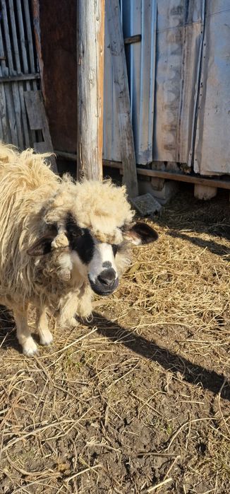 Vand mielute, tap si capre