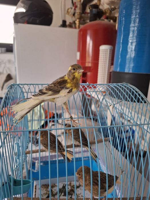 Canari de cantec tineri 2026