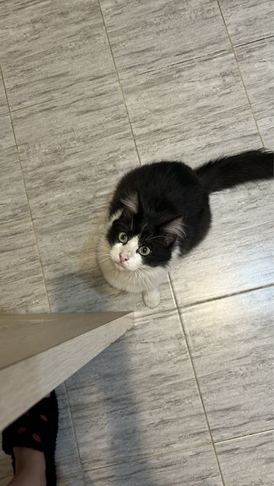 Отдам даром котика в добрые рукт