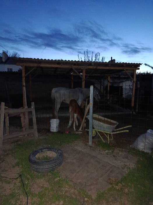 Құлынды бие  сатылады