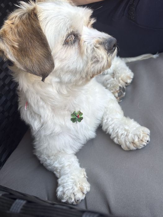 Donez urgen caine bichon