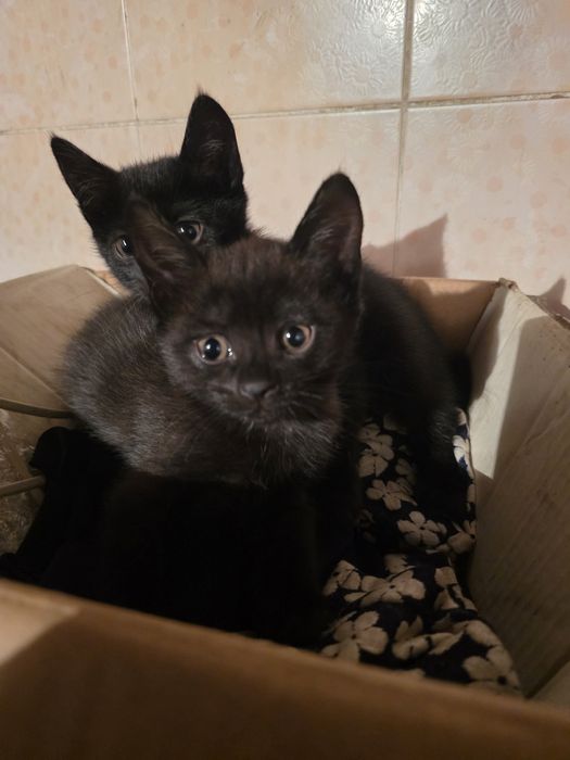 Отдам котят в добрые руки