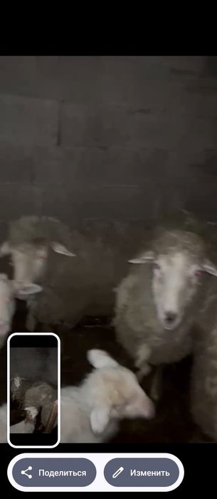 Продам баран с ягнятами