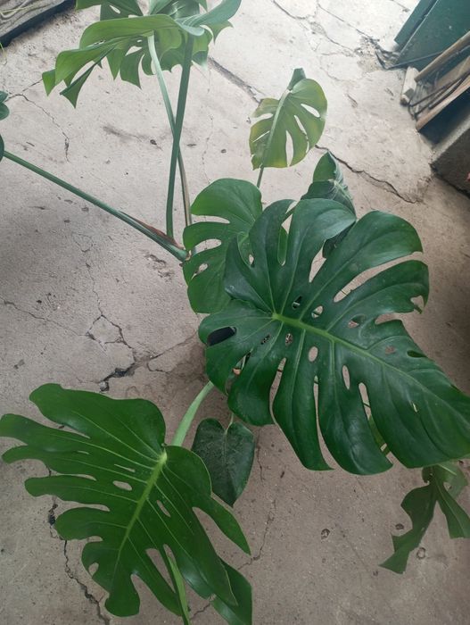 Продам цветок Монстера.