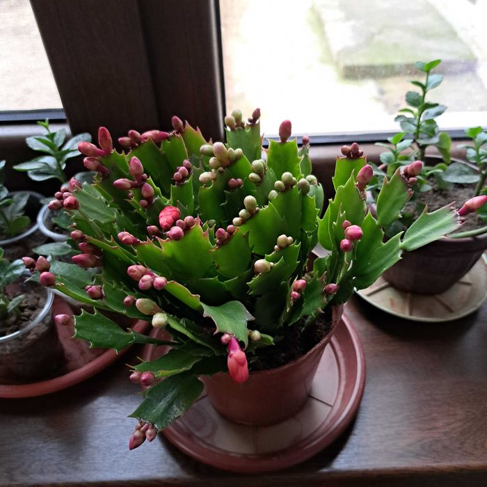 Шлумберг декабрист