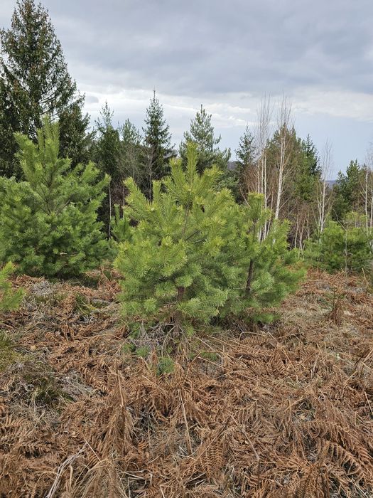 Spirale pon pon tuia