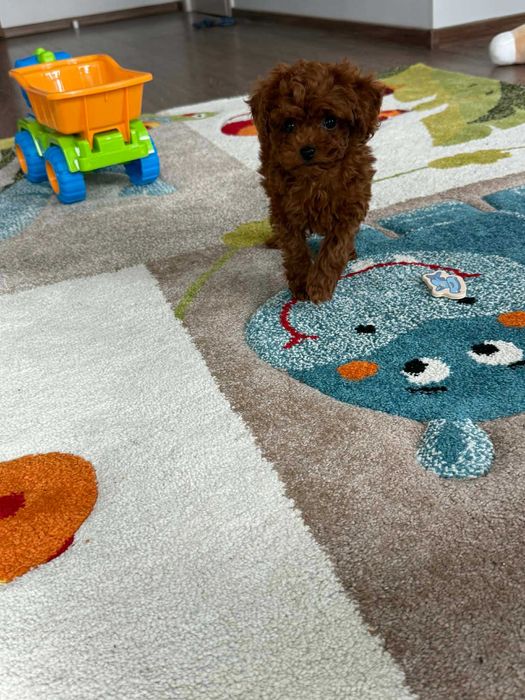 Пудел той момче