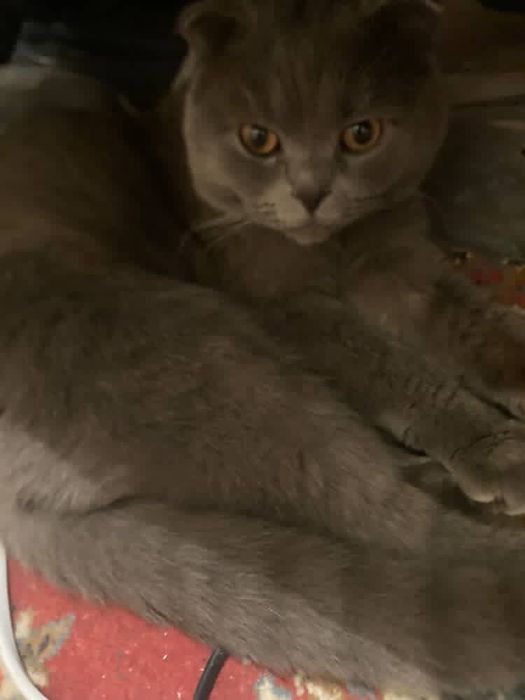 Шотландский вислоухая кошка