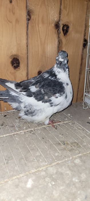 Vând Mondain francez