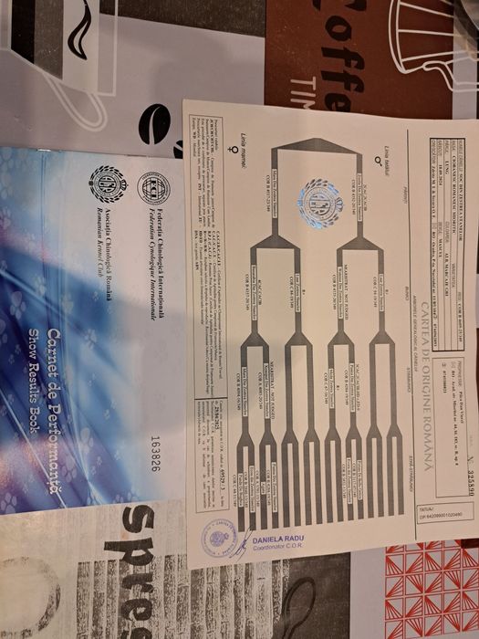 Ciobănesc Mioritic mascul și femela