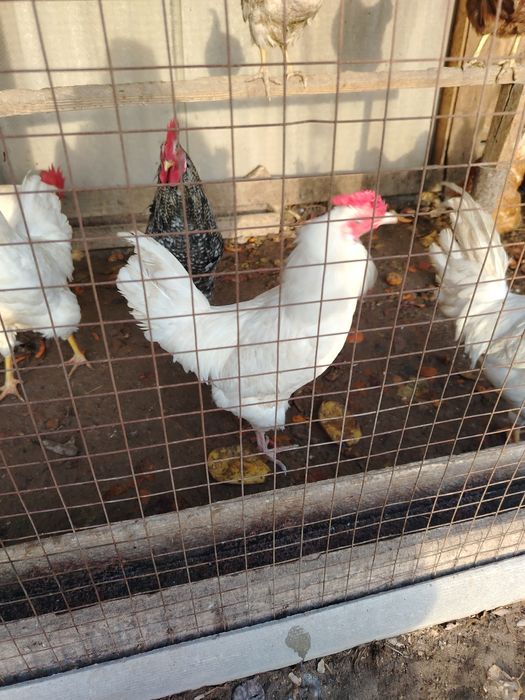 Жас қораздар бар